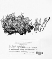 Cladonia furcata image